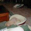 Buster & Molly sleeping